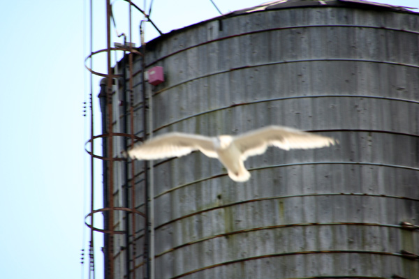 gowanus-gull