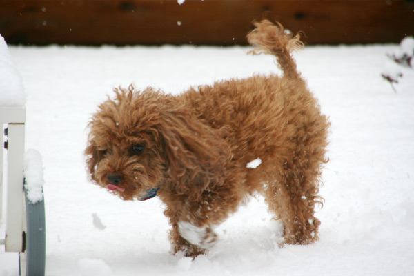 benit-snow